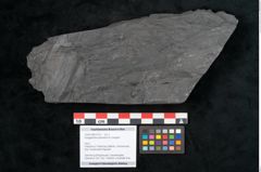 Foto (Objekt + Etikett) von Noeggerathia palmaeformis Goeppert (NHMW-GEO-2024-0188-10737)